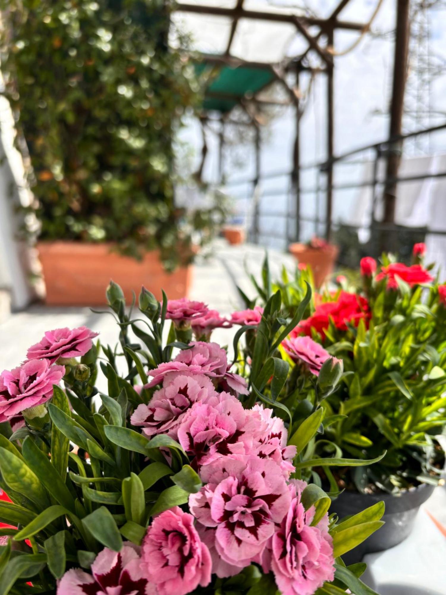 Casa Luisa & Milu , Coastal Retreats In Furore! 외부 사진